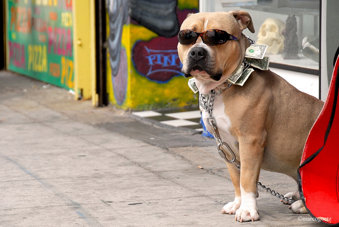 HUND MIT BRILLE VENICE BEACH CALIFORNIEN USA 